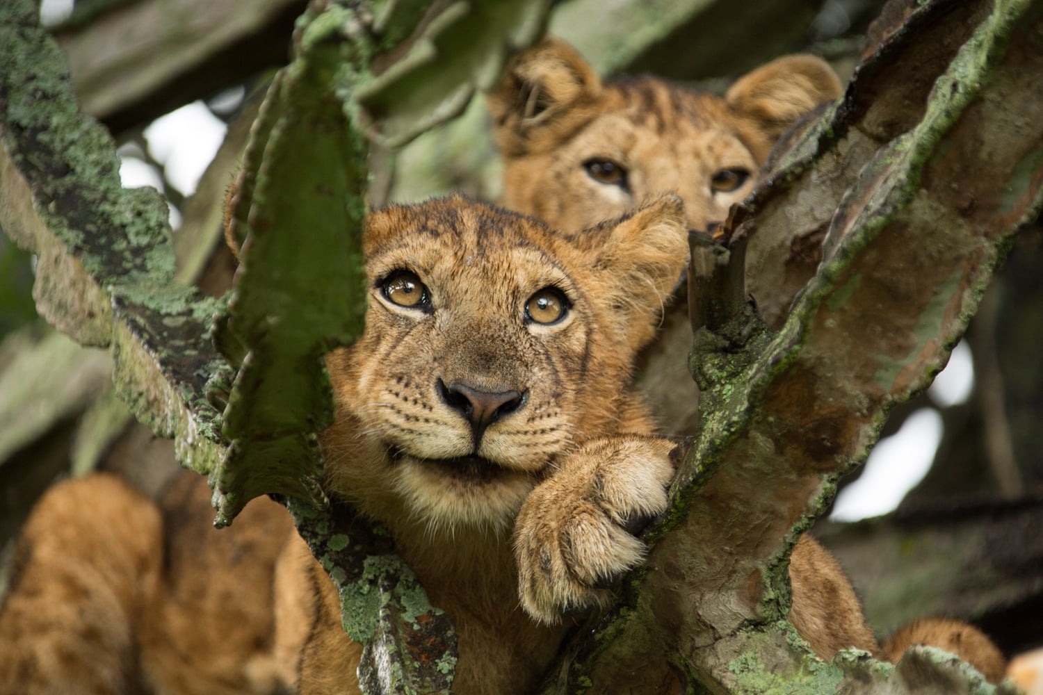 The cat’s whiskers: new way of counting lions could boost conservation efforts The cat’s whiskers: new way of counting lions could boost conservation efforts
