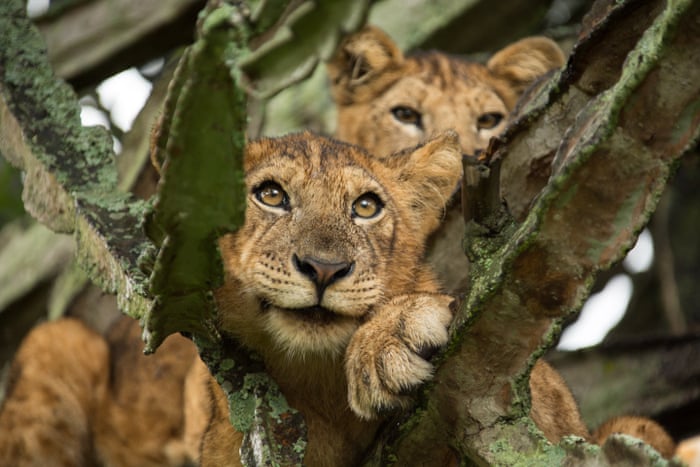 The Cat S Whiskers New Way Of Counting Lions Could Boost Conservation Efforts Environment The Guardian