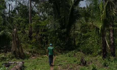 Jaru, Rondônia, Brasil, 6 de Setembro 2019: Indian walks in the cassava plantation. Surrounded by farmers, the Indians are threatened and their areas are constantly overrun by land grabbers and loggers. Photo: Avener Prado/The Guardian