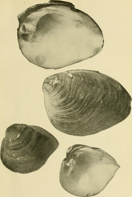 The now-extinct Pig Toe mussel only received environmental protection seven years after it was last seen in the wild.