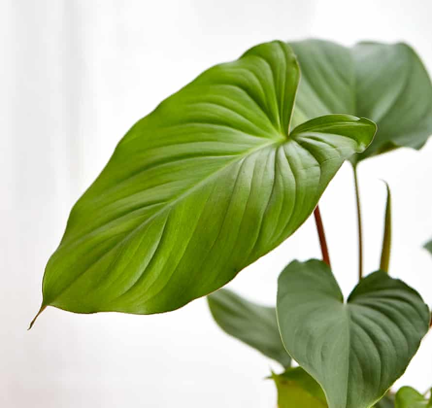 Pot Luck Five Of The Best House Plants To Give As Gifts Houseplants The Guardian - Best House Plants To Give As A Gift