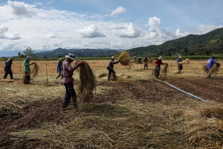 Farmers in Myanmar, where a quarter of the population lives with acute food insecurity.
