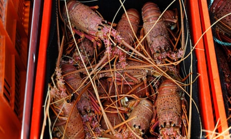 Australian rock lobsters
