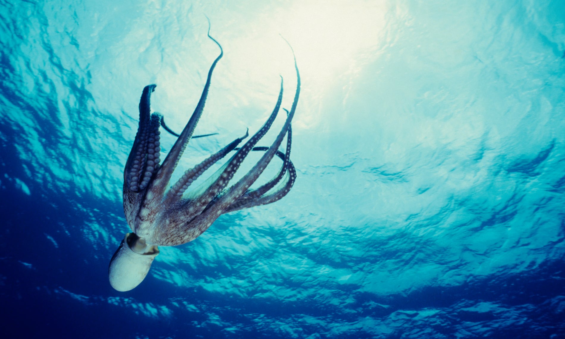 Octopus farming turns my stomach – but are some species really more worthy than others?