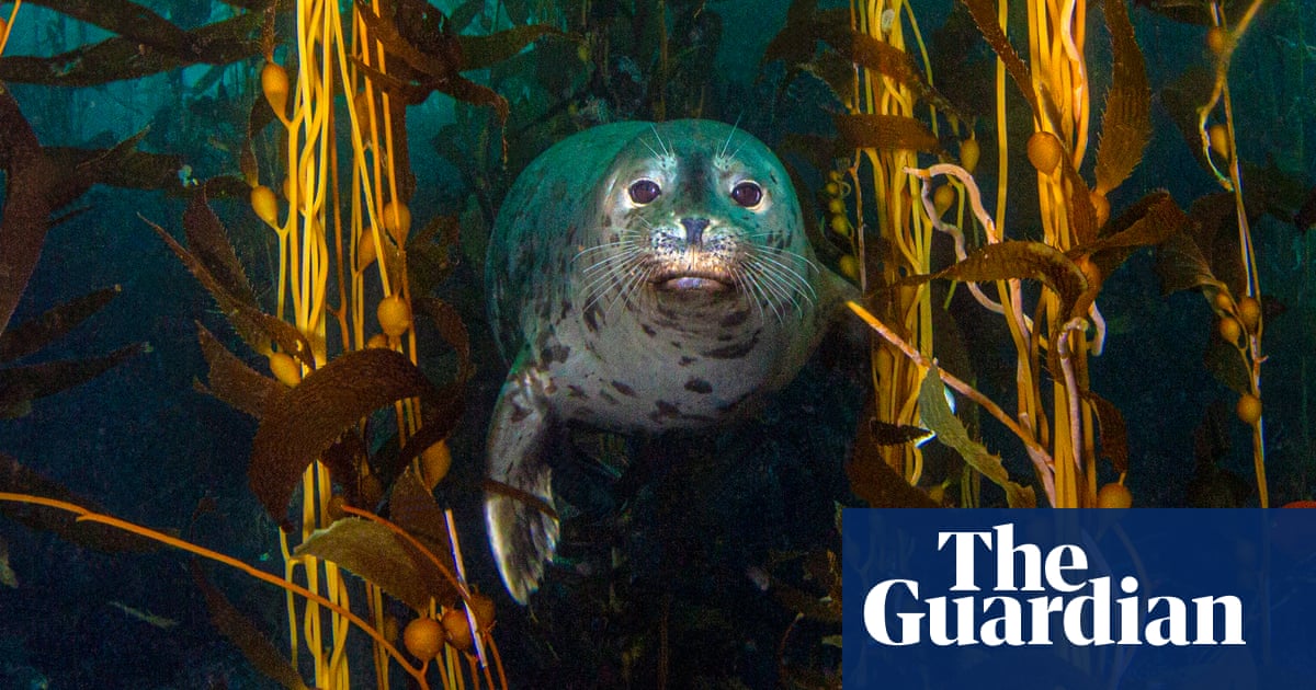 The hidden underwater eden of California's Galapagos', where kelp, sea lions and giant bass reign
