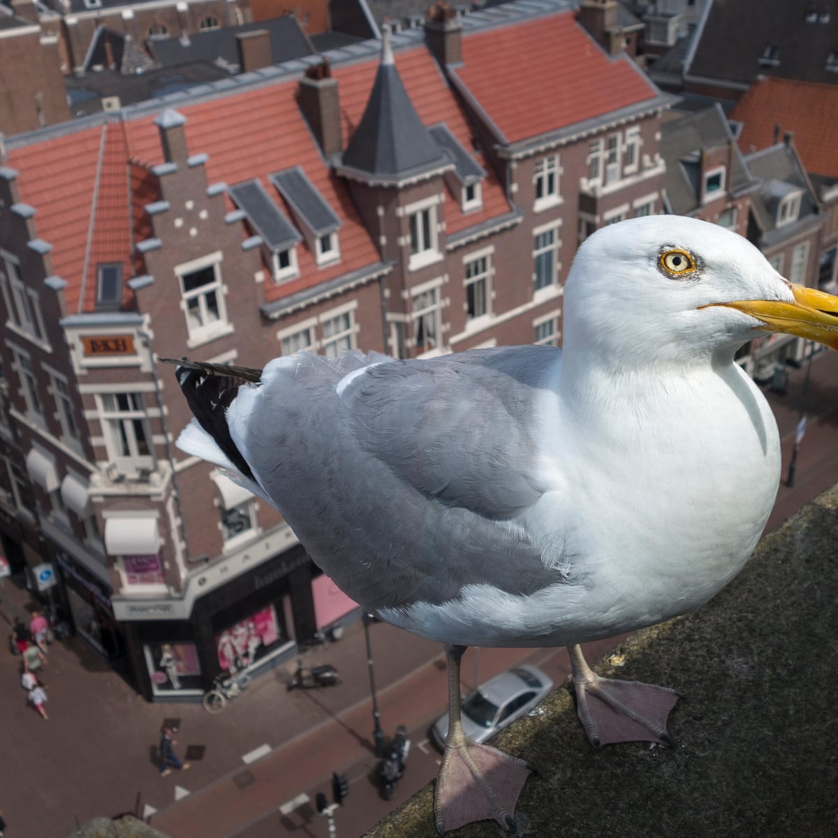 Gulls Gulls Gulls How The Seaside Birds Took Over Urban Britain Wildlife The Guardian