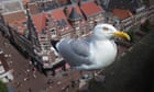Gulls! Gulls! Gulls! How the seaside birds took over urban Britain