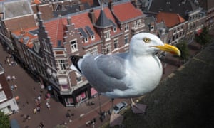 Gulls Gulls Gulls How The Seaside Birds Took Over Urban Britain Environment The Guardian