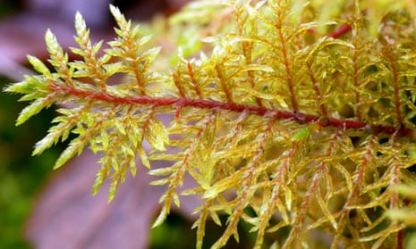 New growth in glittering woodmoss (Hylocomium splendens) – a filigree of red stems and golden leaves