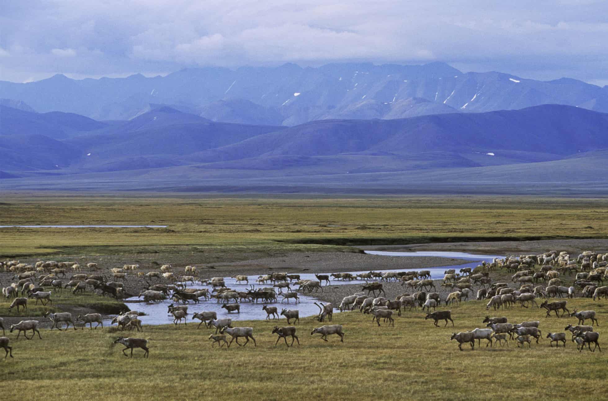 WH approves frilling in Alaskan wildlife refuse