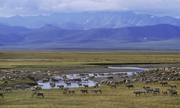 The Porcupine caribou herd crossing the Turner River. Drilling in the refuge has been fiercely opposed for decades.