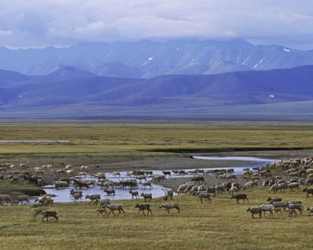 A porcupine caribou herd moves across a landscape