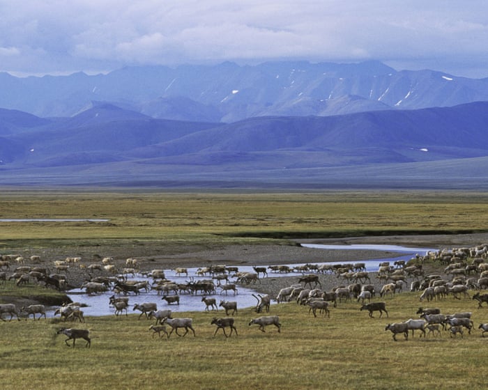 White House approves increased oil and gas drilling in Alaska’s national wildlife refuge