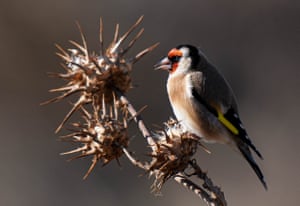 Um pintassilgo num galho