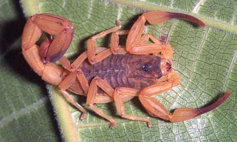 Tityus serrulatus, a deadly Brazilian scorpion, has adapted from its traditional habitat to survive in sewers, garbage and rubble.