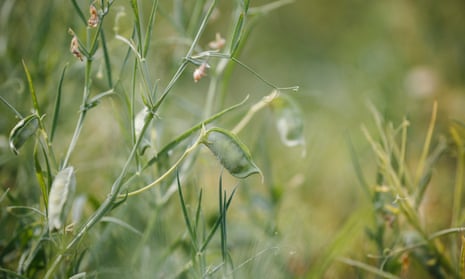 A close-up image of the grass pea plant, with a pod of peas in the foreground.