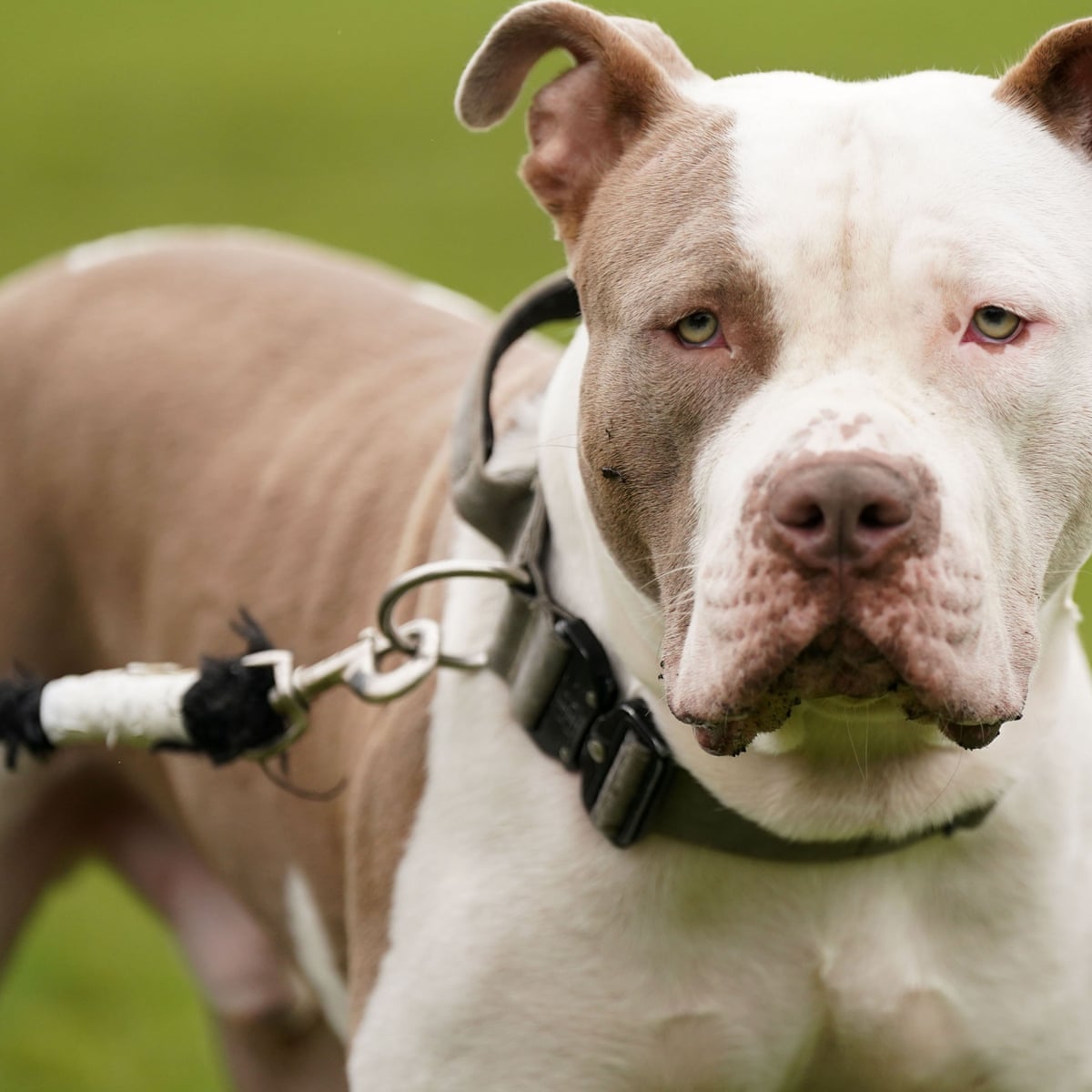 Judicial review hearing granted over XL bully ban | Dogs ...