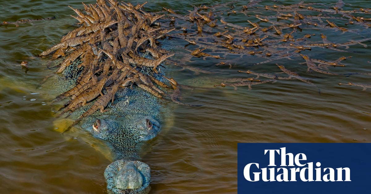 Rising Tide: Why The Crocodile-Like Gharial Is Returning To India'S Rivers  | Environment | The Guardian