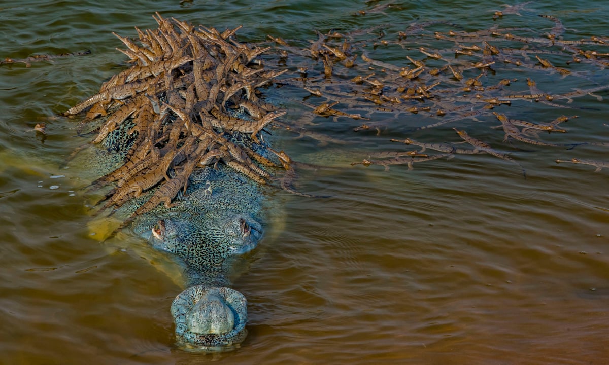 Rising tide: why the crocodile-like gharial is returning to India's rivers | Environment | The Guardian