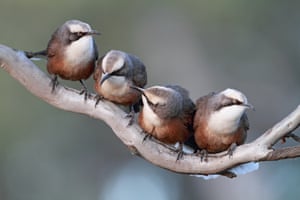 Grey-crowned babblers