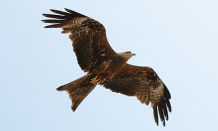 A crested serpent eagle.