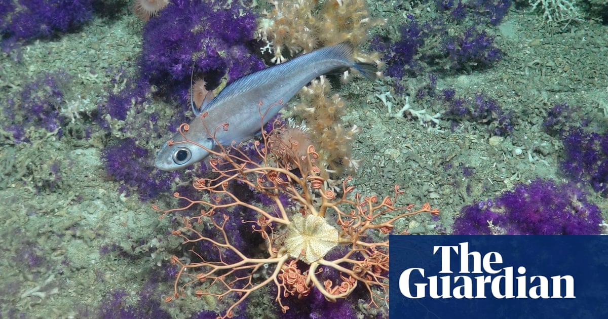 Covid tests and superbugs: how the deep sea could help us fight pandemics