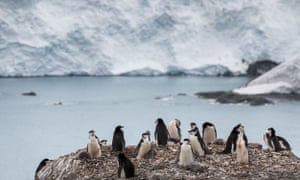 Chinstrap penguins in Antarctica, which at the weekend broke 20C for the first time in its history.
