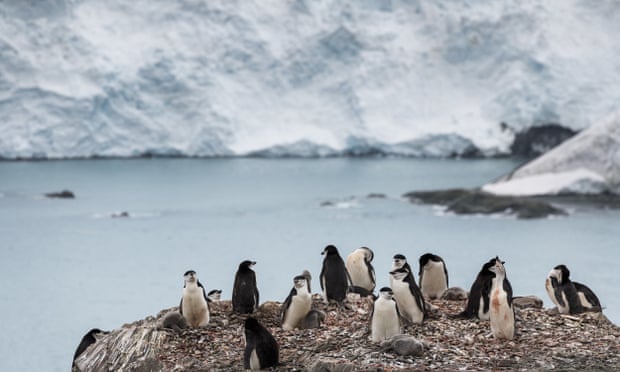 Chinstrap penguins in Antarctica, which at the weekend broke 20C for the first time in its history.