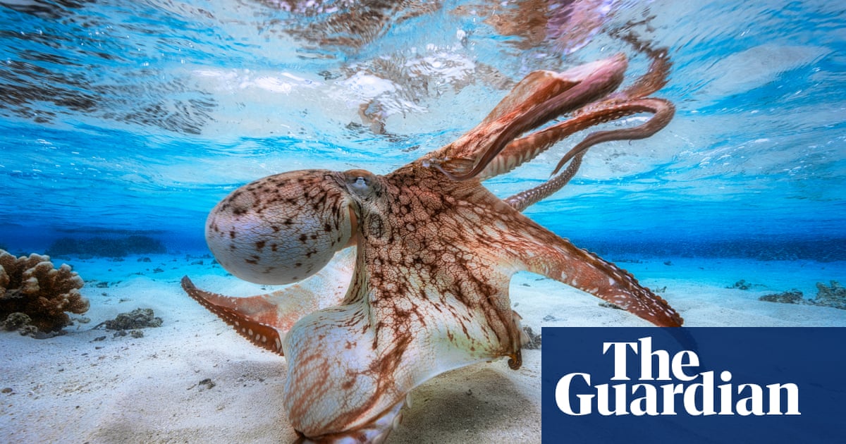 The best of the wildlife photography awards 2017 – in pictures