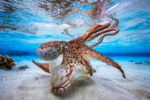 Underwater photographer of the year – winner. Dancing Octopus by Gabriel Barathieu (France). Location: Island of Mayotte, off the coast of south-east Africa“Balletic and malevolent,” one judge said of this octopus, hunting in a lagoon. Barathieu waited until spring tides when there was just 30cm of water on the flats and plenty of light in the shallows.