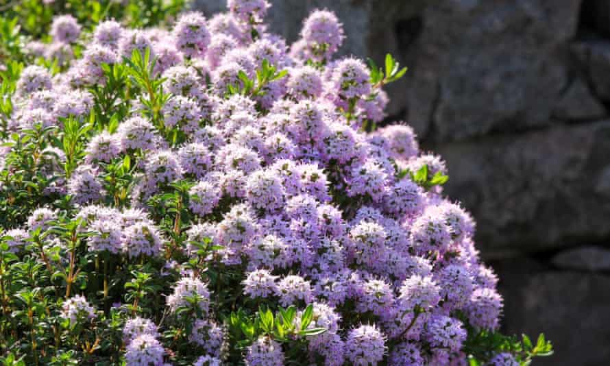 Summer savory in flower.