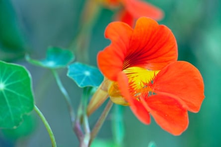 Nasturtium close view of one scarlet red orange flower with yellow throat and some leaves