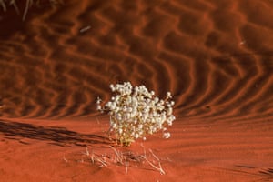 Tangled mulla mulla (Ptilotus latifolius) adorns the sand dunes with white wildflowers