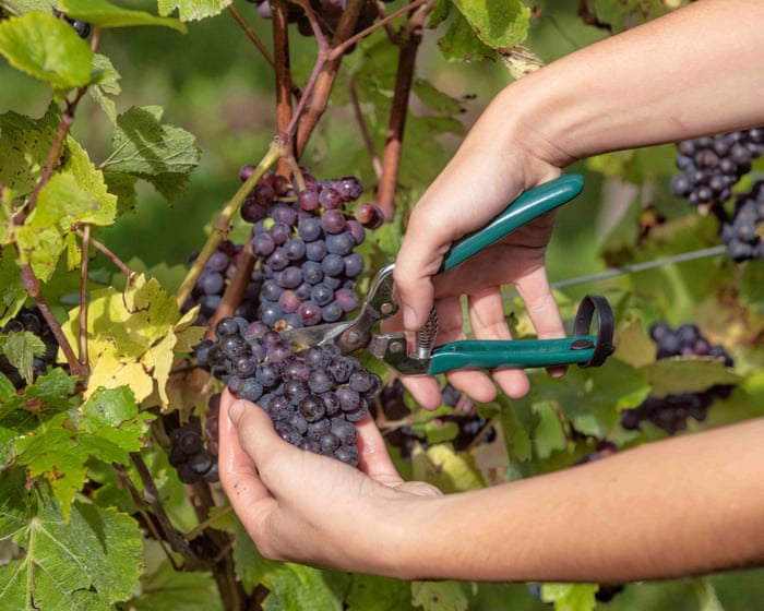 A vintage year? British growers harvest their grapes early after a dry, hot summer