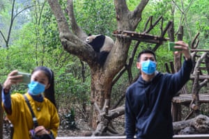 Chengdu, China. Visitors are back on the first day of reopening to the public at the Chengdu Research Base of Giant Panda Breeding in Sichuan province