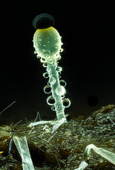 Pilobolus fungi on sheep dung