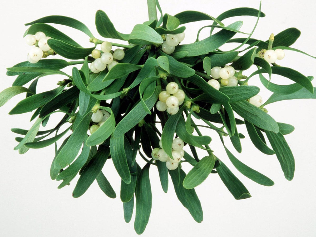 Mistletoe: the Christmas tradition we show no sign of kissing ...