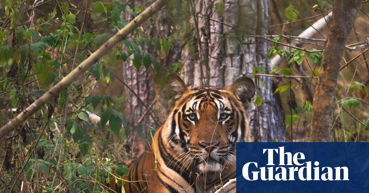 Tiger fatally attacks handler at Oklahoma preserve, officials say