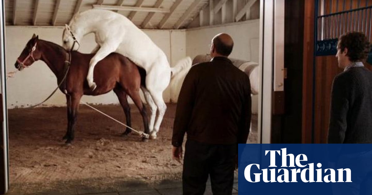 Foal play: Silicon Valley's horse sex scene shocks fans and draws Peta's  ire | US television | The Guardian