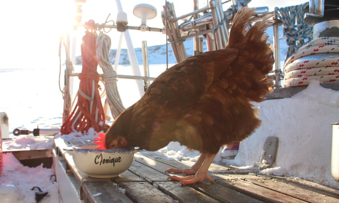 Get Have Hen Will Travel The Man Who Sailed Round The World With A Desktop Wallpaper Free Wallpaper Have Hen Will Travel The Man Who Sailed Round The World With A Desktop Wallpaper