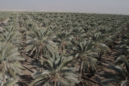 Aerial view of date palm trees