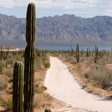 Road and saguaro cactus (Carnegiea gigantea) in desert landscape