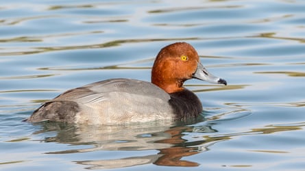 A male redhead duck on the water