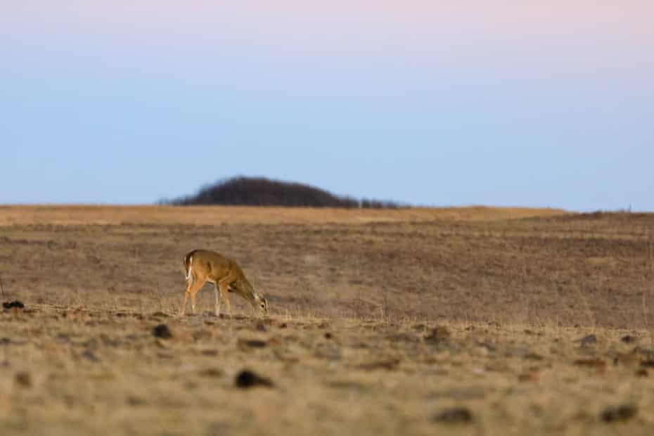 A white-tailed yearling nibbles on sparse grass at the Tallgrass Prairie Preserve in Pawhuska, Oklahoma. Oklahoma Governor Kevin Stitt urged the EPA to strip Native tribes of regulatory authority over their land.