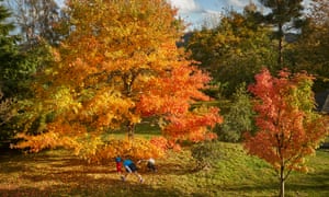 Autumnal colours at Emmetts Garden, an Edwardian estate located in Ide Hill near to Sevenoaks in Kent and owned by the National Trust. Autumn. ***Awaiting tree species identification information - caption to be updated*** Photograph by David Levene. 22/10/20