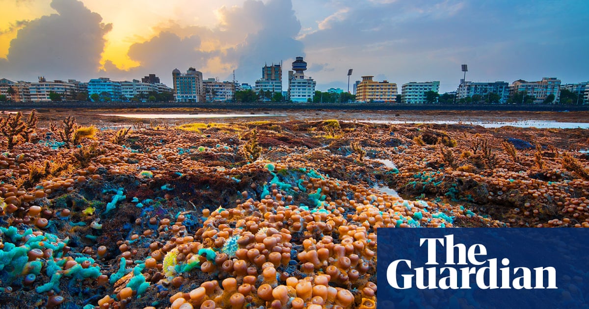 'Every time the tide recedes, it's a new world': Mumbai's marine life revealed | Mumbai | The Guardian