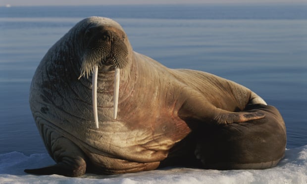 An Atlantic walrus with her baby on an ice floe