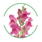 Flowers cut-out inside green-rimmed circle