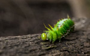 A caterpillar walks on a tree in the protected Amazon rainforest of Cuyabeno, Ecuador. The smell of rotting fish fills part of the trail where a team of biologists and park rangers has hung 32 green traps that blend into the thick of the forest in the Cuyabeno Wildlife Production Reserve. Since August, they have been developing a butterfly monitoring project to measure the effects of climate change with the support of the American NGO Rainforest Partnership