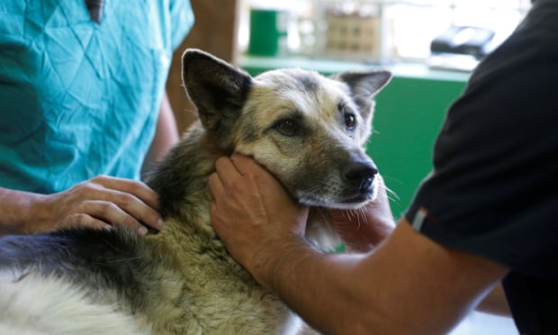 Dog being handled by veterinarians